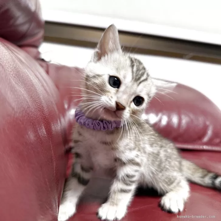 ID：2504-02957の子猫