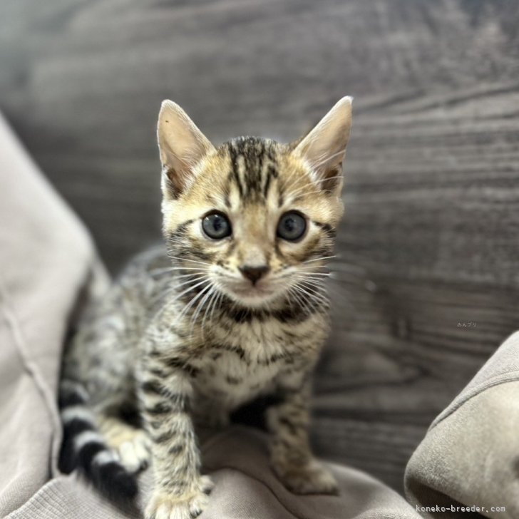 ブリーダー画像