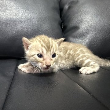 ベンガル【香川県・男の子・2025年7月13日・シールミンク スポテッド タビー】の写真「将来有望(●ↀωↀ●)✧」