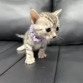 ベンガル