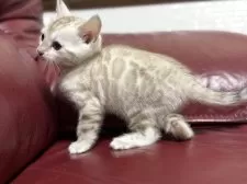 ベンガル【香川県・男の子・2025年1月7日・シールミンク スポテッド タビー】の写真2