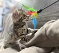 ベンガル【香川県・男の子・2025年10月9日・ブラウンスポテッドタビー】の写真4