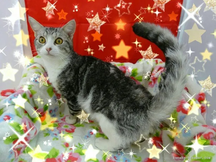 ID：1805-01642の子猫