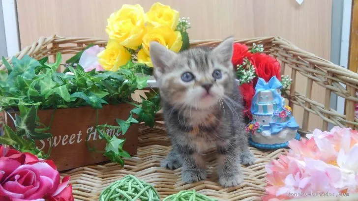 ID：1805-00211の子猫