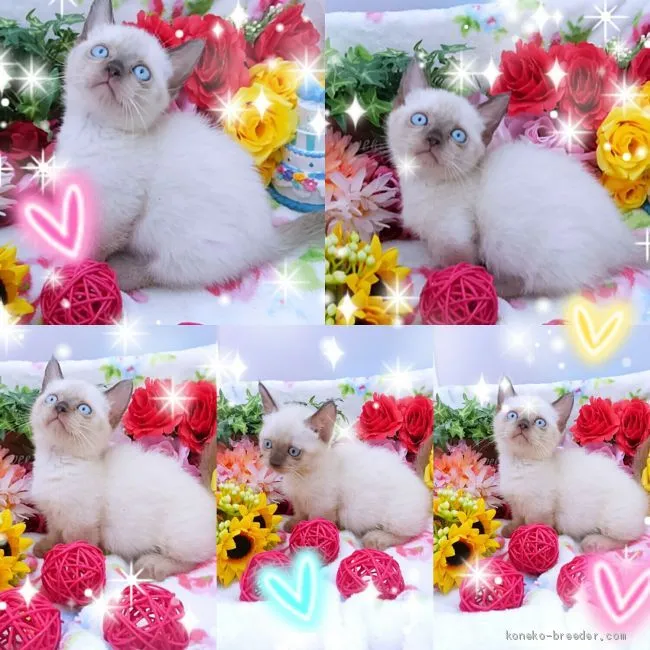 ID：1908-01077の子猫