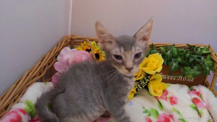 ID：2107-00909の子猫