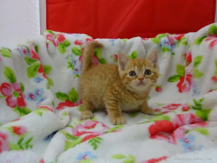 ID：1901-00364の子猫