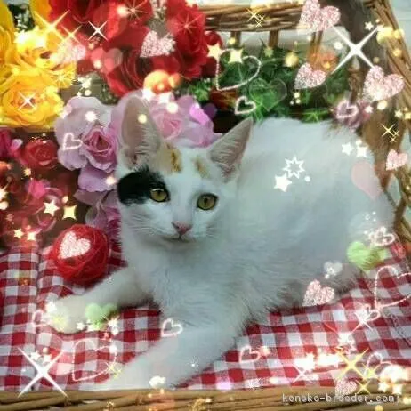 ID：1805-01559の子猫