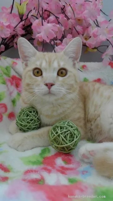 ID：2003-01293の子猫