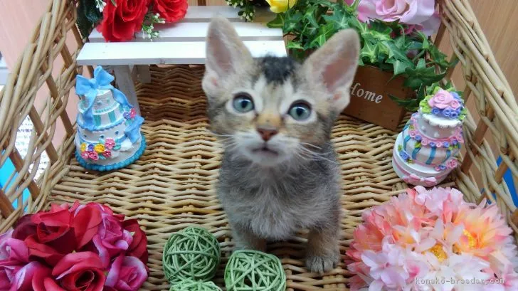 ID：1804-01404の子猫