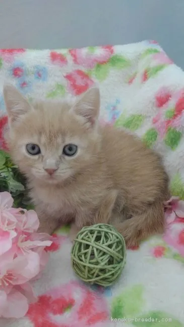 ユミ 様のお迎えした子猫