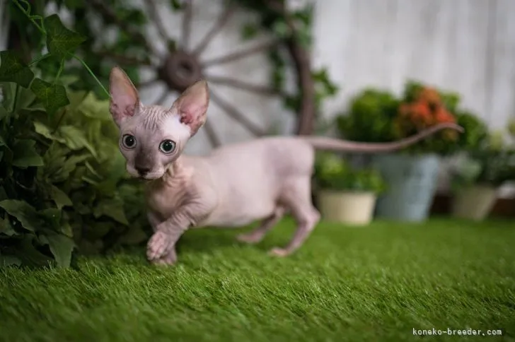 ID:2105-02512の子猫