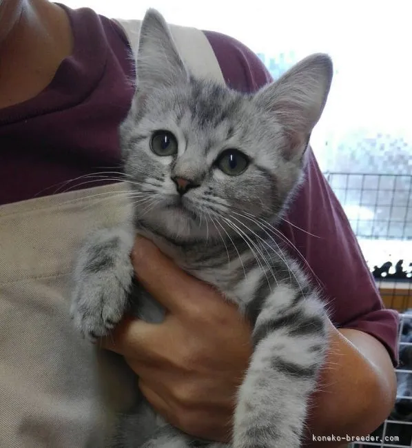 ID：2204-00265の子猫