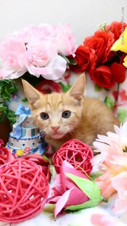 ID：2010-01783の子猫