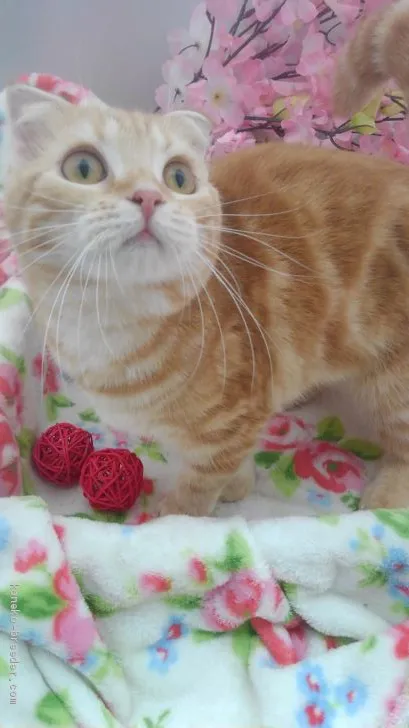 ジュンペ 様のお迎えした子猫