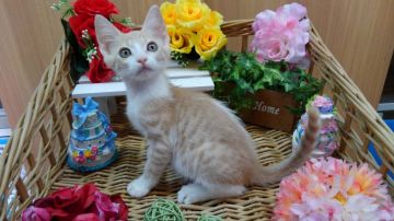 マンチカン(長足)【兵庫県・女の子・2018年1月28日・クリームタビー（ショート　）】の写真「足長のマンチですが可愛い性格良い子です3#3」