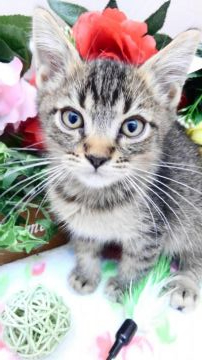 マンチカン(長足)【兵庫県・男の子・2020年9月5日・他で決まりました❗ブラウンマッカレルタビー】の写真「足長です　ちょ～キュート」