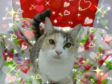 マンチカン(短足)【兵庫県・女の子・2018年6月14日・ダイリュートキャリコ（ショート　）】の写真「もう少しで募集修了致します❗」