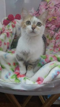 マンチカン(短足)【兵庫県・女の子・2019年7月18日・キャリコ（ショート）】の写真「短足で性格も良く可愛いです✴両親遺伝子クリア」