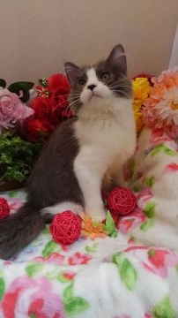 ミヌエット【兵庫県・女の子・2020年8月10日・ブルー&ホワイト（セミロング予定）】の写真「尻尾がゴージャスさん♥」