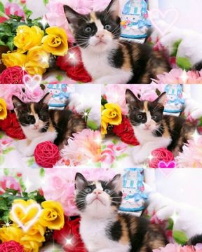 マンチカン(長足)【兵庫県・女の子・2019年3月10日・キャリコ (三毛（ショート）】の写真「日本猫好きな方どうですか？」