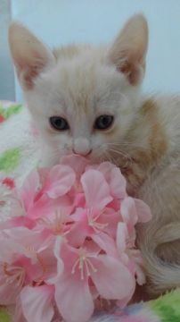 マンチカン(長足)【兵庫県・男の子・2020年2月27日・カメオタビー（ショート）】の写真「足長です💓父親NAGチャンピオン」