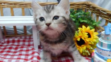 マンチカン(長足)【兵庫県・女の子・2018年5月1日・シルバーパッチドタビー（ショート）】の写真「足長ちゃんで美人さん」