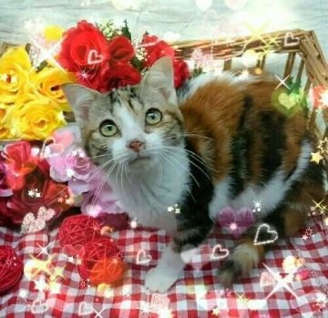 スコティッシュフォールド(立ち耳)【兵庫県・女の子・2018年3月23日・キャリコ  (三毛)（ショート）】の写真「12/13までの募集に成ります❗」