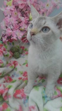 スクーカム【兵庫県・男の子・2019年7月27日・クリーム&ホワイト（くりくり　ウエーブ）】の写真「愛想良しだけど…✴綺麗な目や毛並み✨」