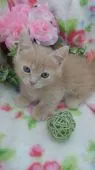 マンチカン(短足)【兵庫県・男の子・2020年2月25日・】の写真3