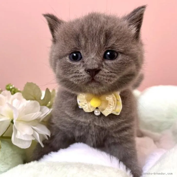 ID：2208-00433の子猫