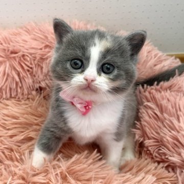 ブリティッシュショートヘア【岡山県・女の子・2023年2月10日・ダイリュートキャリコ】の写真「くりくりおめめのかわいい子です♡♡」