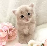 マンチカン(長足)【岡山県・男の子・2024年7月31日・クリーム】の写真1