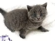 ブリティッシュショートヘア【岡山県・男の子・2025年5月5日・ブルー】の写真6