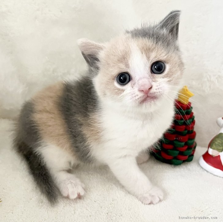 ブリーダー画像