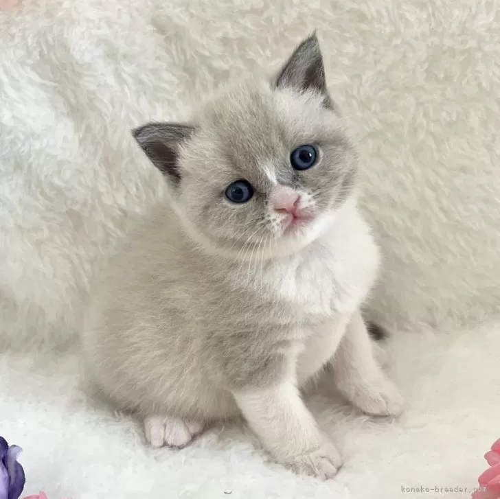 M.M 様のお迎えした子猫
