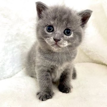 ブリティッシュショートヘア【岡山県・女の子・2025年10月21日・ブルークリーム】の写真「まるまるおめめのかわい子ちゃんです(*ฅ́˘ฅ̀*」