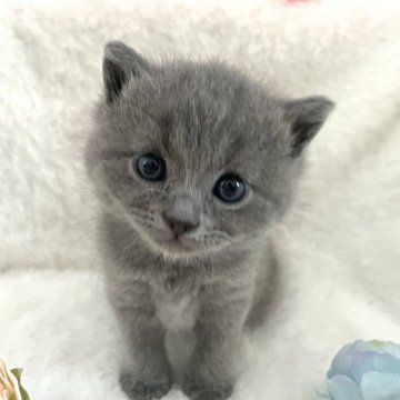 ブリティッシュショートヘア【岡山県・男の子・2025年5月5日・ブルー】の写真「人懐こい可愛い子です♡鳴いて呼んでくれます☆」