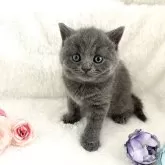 ブリティッシュショートヘア