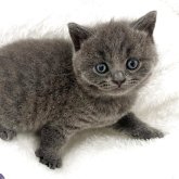 ブリティッシュショートヘア