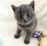 ブリティッシュショートヘア