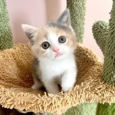 ブリティッシュショートヘア