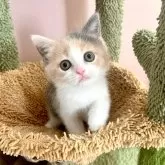 ブリティッシュショートヘア