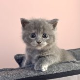 ブリティッシュショートヘア