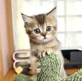 ブリティッシュショートヘア