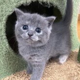 ブリティッシュショートヘア