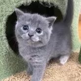 ブリティッシュショートヘア