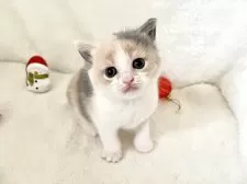 ブリティッシュショートヘア【岡山県・女の子・2025年10月21日・ダイリュートキャリコ】の写真2