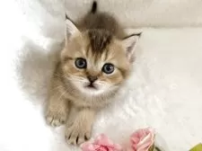 ブリティッシュショートヘア【岡山県・女の子・2025年5月7日・シェーテッドゴールデン】の写真3