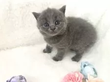 ブリティッシュショートヘア【岡山県・男の子・2025年5月5日・ブルー】の写真9